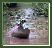  Au fil d'un cours d'eau...